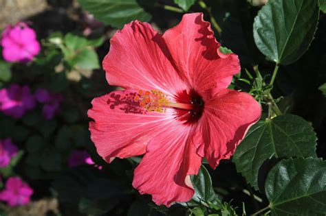 flowers that are similar to hibiscus